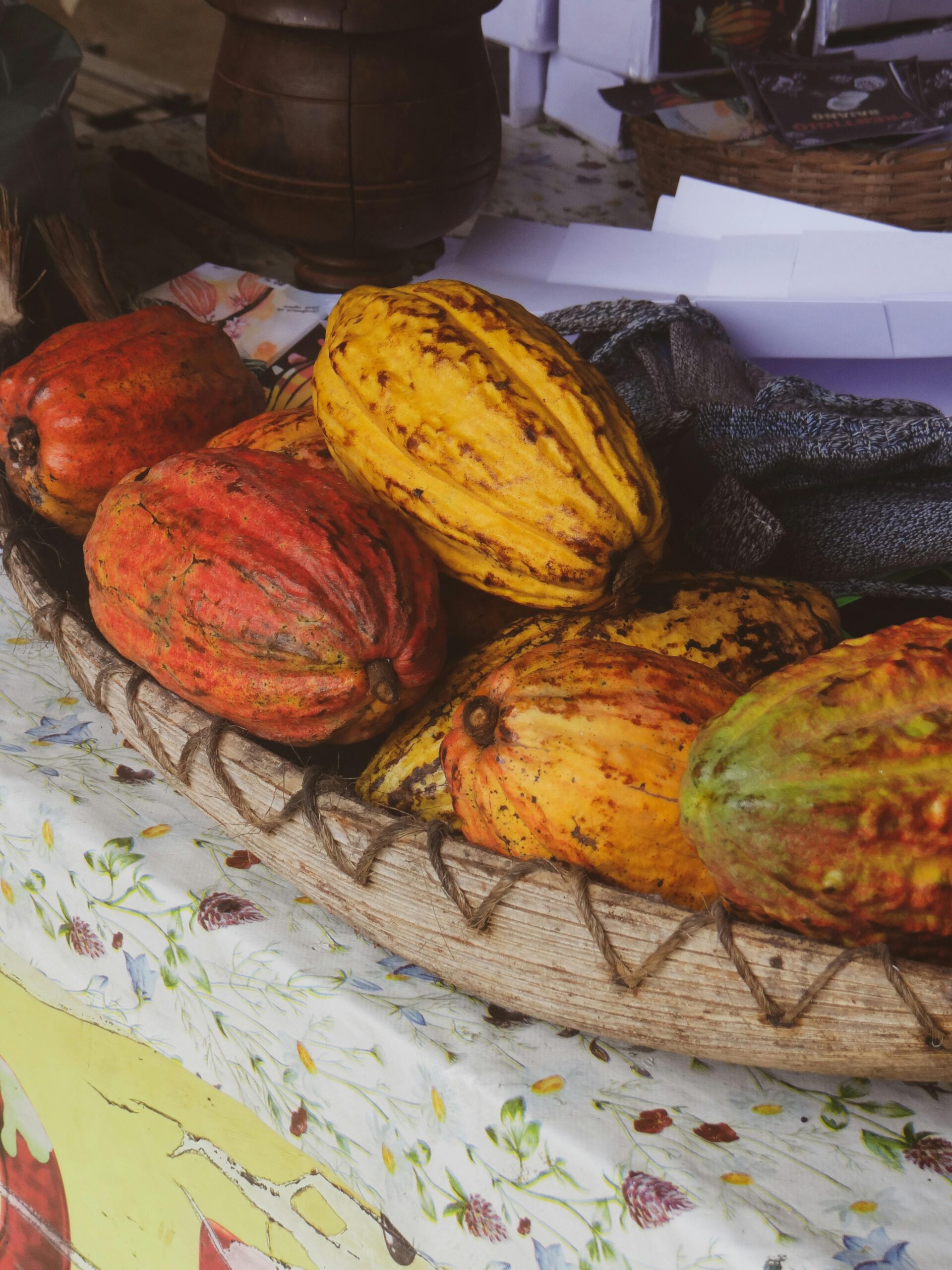Ghana's form of Thanksgiving celebrates the harvest. The photo shows cocoa plants.